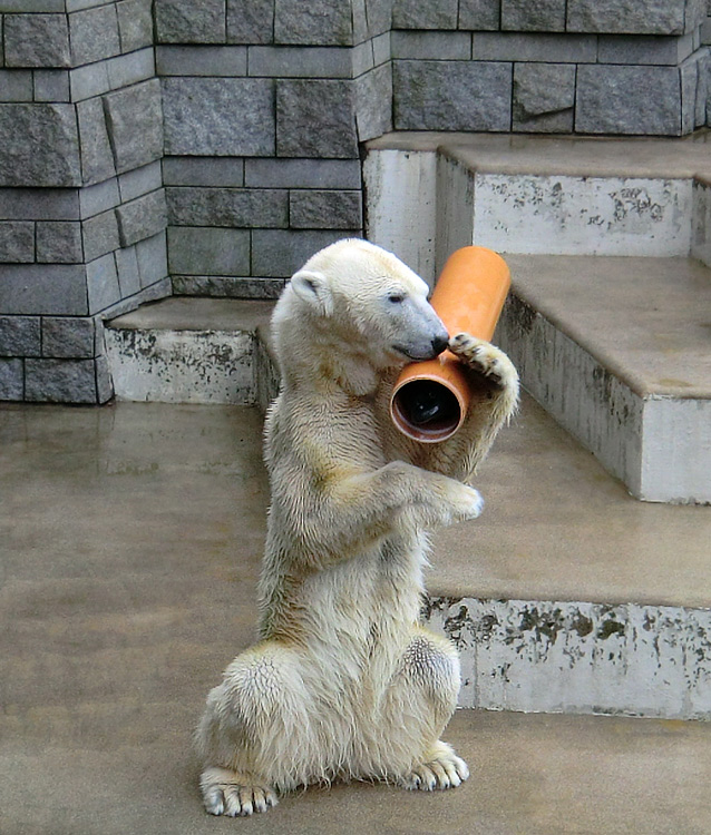 Eisbärin Vilma am 26. Februar 2011 im Zoo Wuppertal