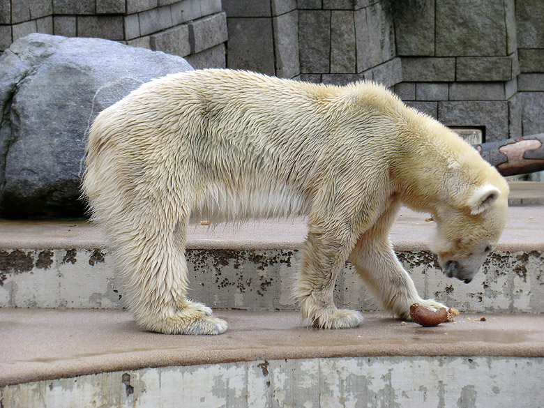 Eisbärin Vilma am 26. Februar 2011 im Zoologischen Garten Wuppertal