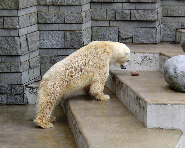 Eisbär Lars am 26. Februar 2011 im Zoologischen Garten Wuppertal