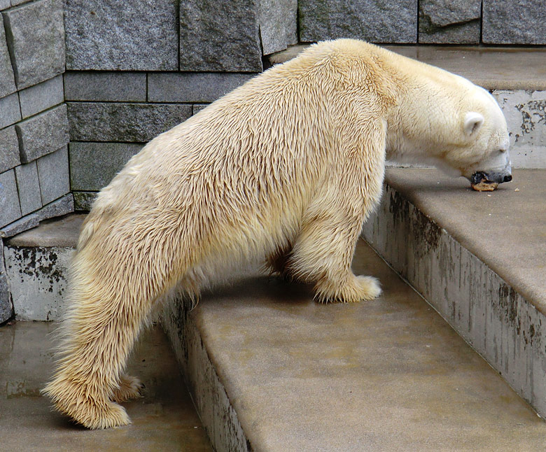 Eisbär Lars am 26. Februar 2011 im Zoo Wuppertal