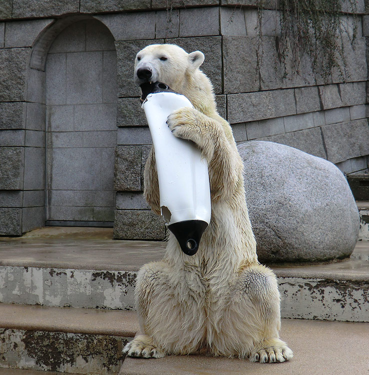 Eisbärin Vilma am 26. Februar 2011 im Wuppertaler Zoo