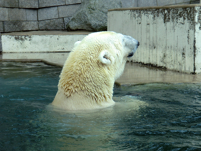 Eisbär Lars am 26. Februar 2011 im Zoologischen Garten Wuppertal