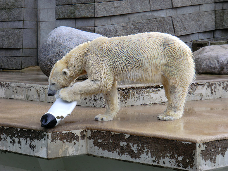 Eisbärin Vilma am 26. Februar 2011 im Wuppertaler Zoo