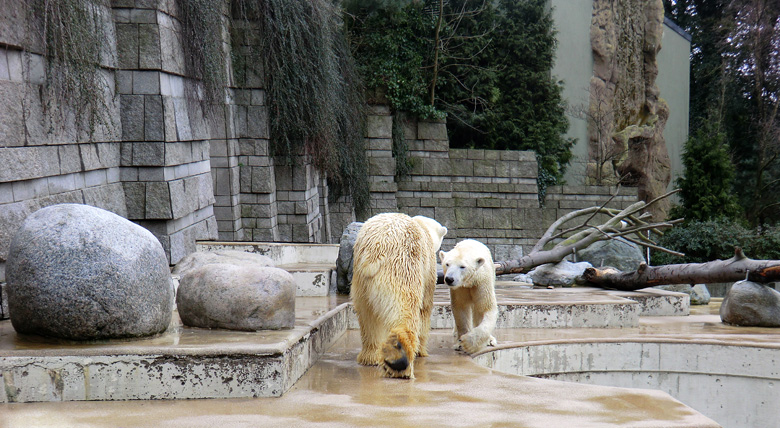 Eisbär Lars und Eisbärin Vilma am 26. Februar 2011 im Zoologischen Garten Wuppertal
