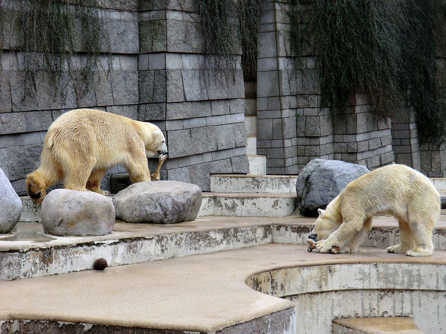 Eisbär Lars und Eisbärin Vilma am 5. März 2011 im Zoologischen Garten Wuppertal mit Knochen