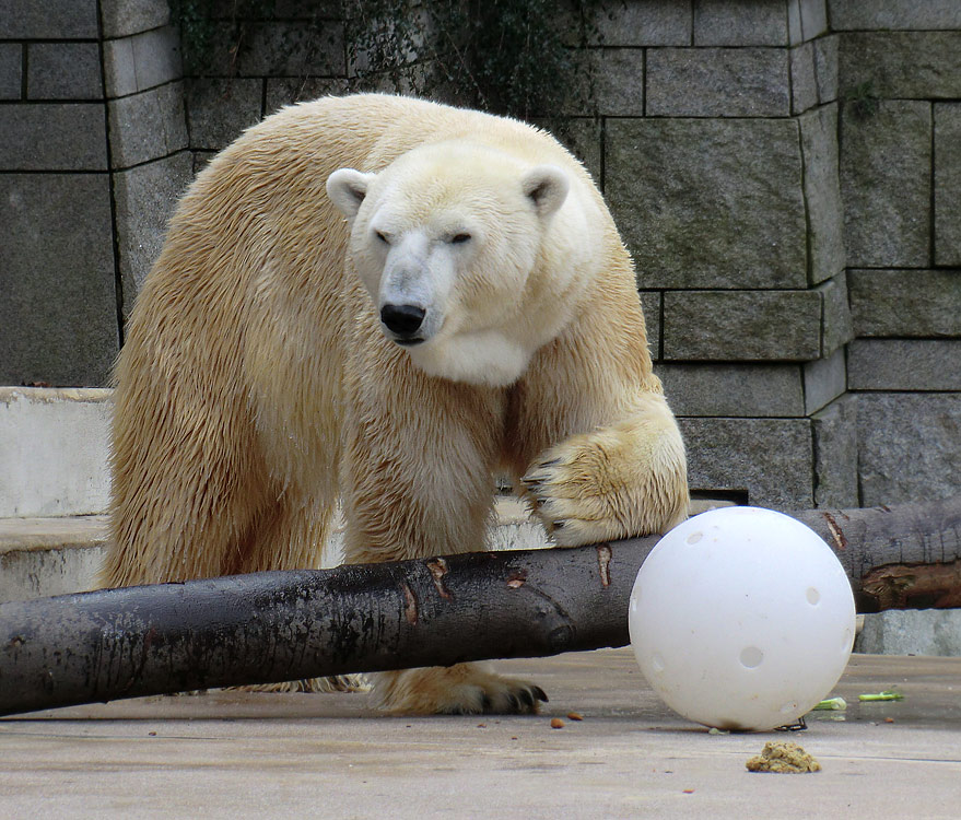 Eisbär Lars neben Ball am 5. März 2011 im Zoo Wuppertal