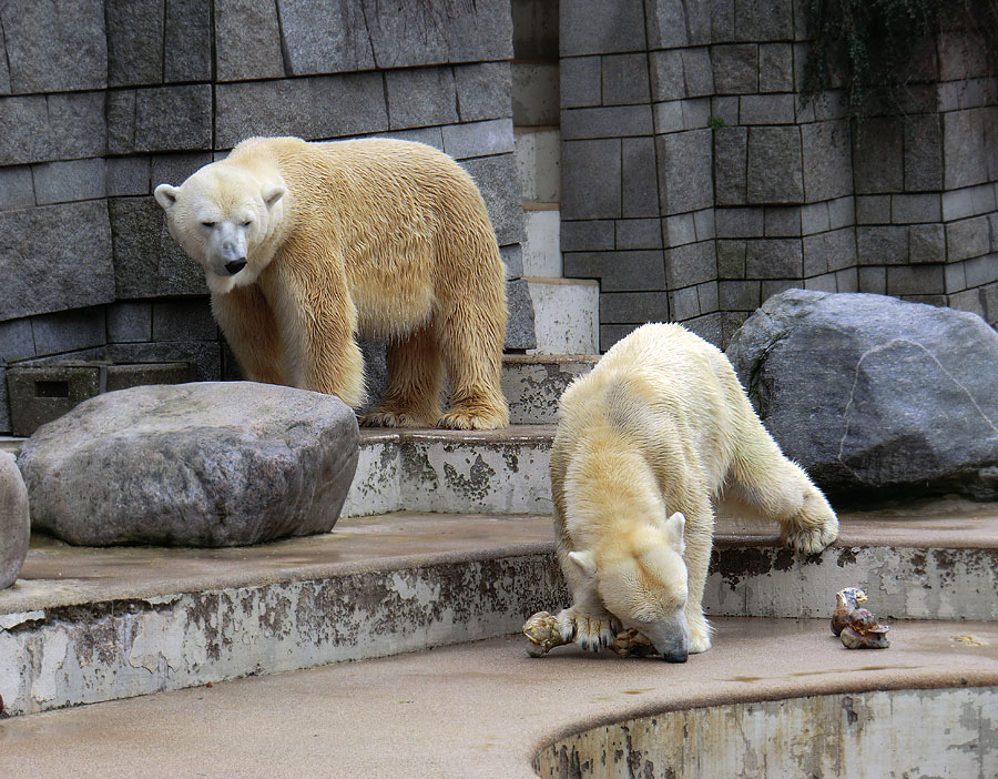 Eisbär Lars und Eisbärin Vilma am 5. März 2011 im Zoologischen Garten Wuppertal