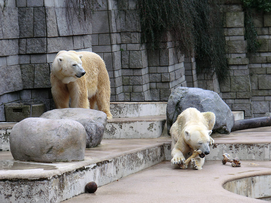 Eisbär Lars und Eisbärin Vilma am 5. März 2011 im Wuppertaler Zoo