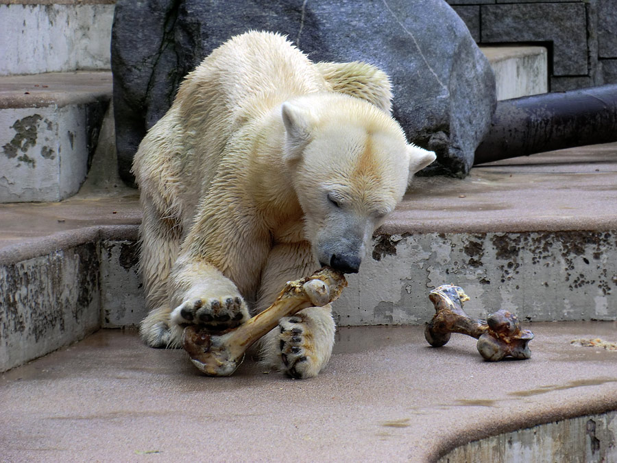 Eisbärin Vilma mit Knochen am 5. März 2011 im Zoo Wuppertal