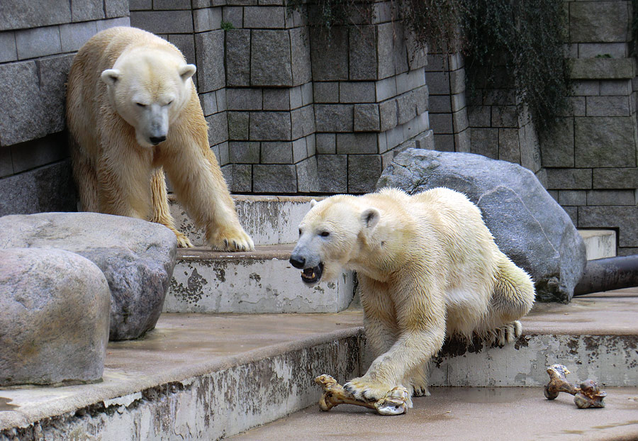 Eisbär Lars und Eisbärin Vilma am 5. März 2011 im Zoo Wuppertal