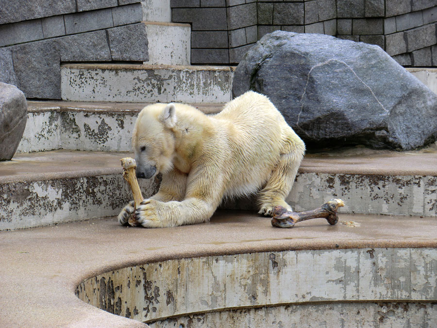 Eisbärin Vilma mit Knochen am 5. März 2011 im Wuppertaler Zoo