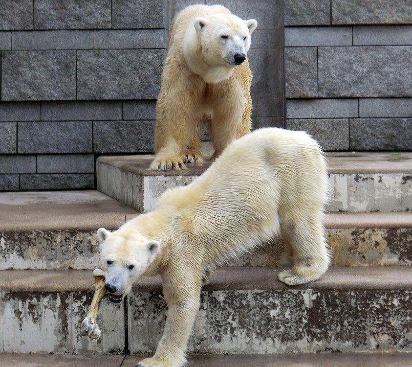 Eisbärin Vilma und Eisbär Lars am 5. März 2011 im Zoo Wuppertal