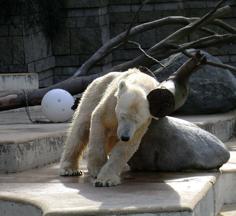 Eisbärin Vilma am 12. März 2011 im Zoo Wuppertal