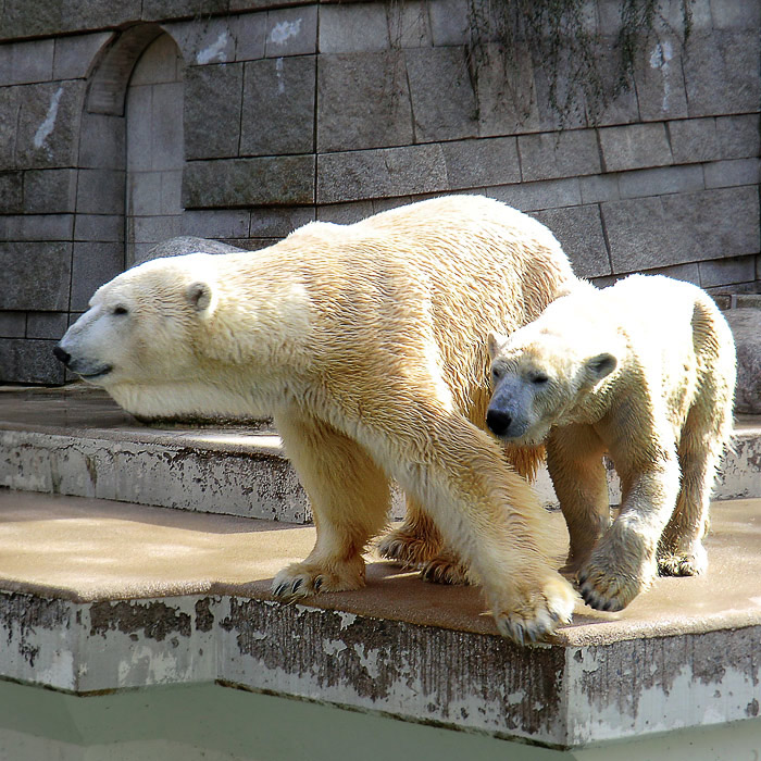 Eisbären am 12. März 2011 im Wuppertaler Zoo