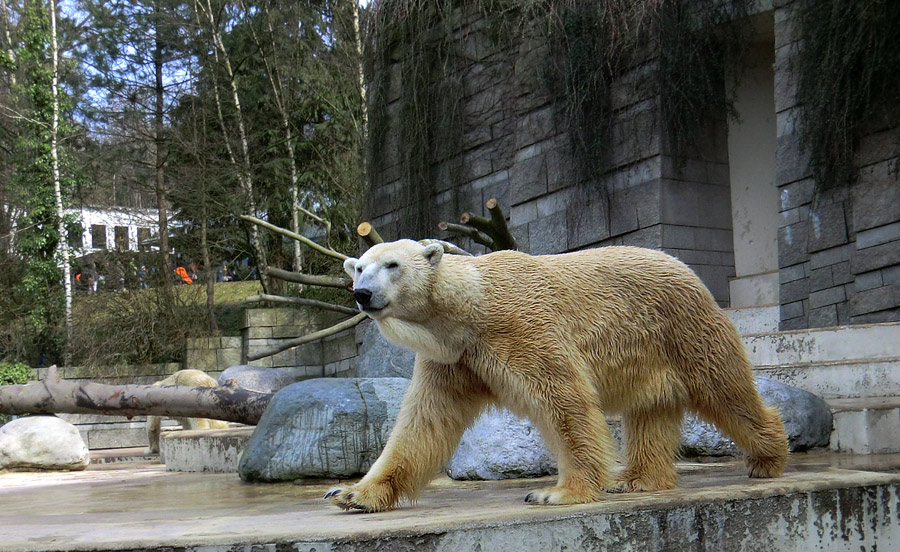 Eisbär Lars am 12. März 2011 im Wuppertaler Zoo