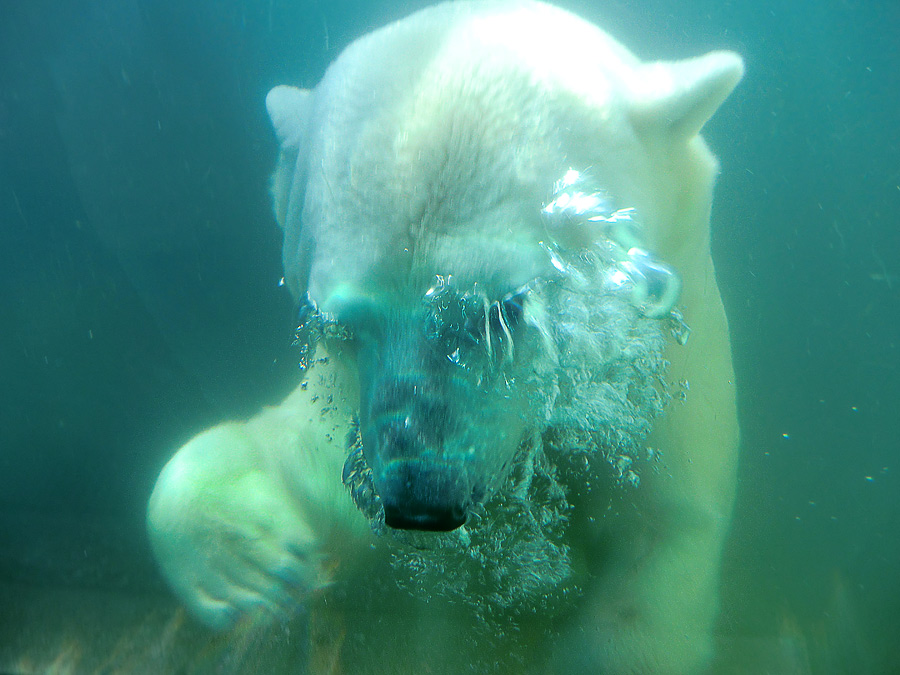 Eisbär Lars am 20. März 2011 im Wuppertaler Zoo
