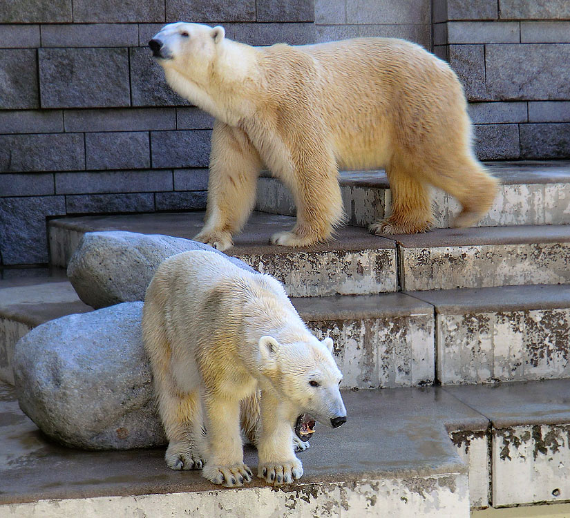 Eisbärin Vilma und Eisbär Lars am 20. März 2011 im Zoologischen Garten Wuppertal