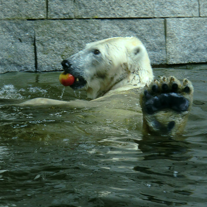 Eisbärin Vilma am 26. März 2011 im Zoologischen Garten Wuppertal