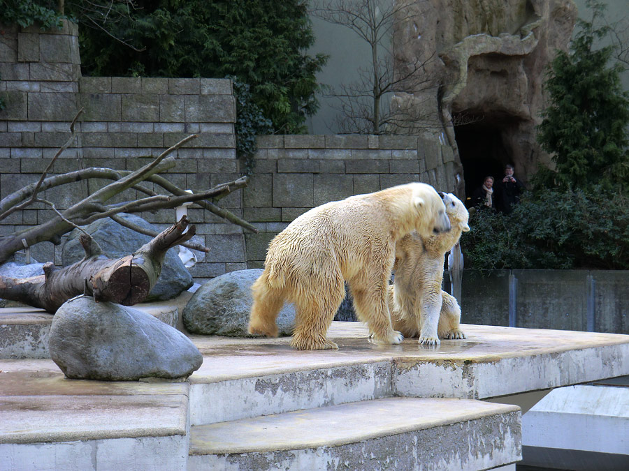Eisbär Lars und Eisbärin Vilma am 27. März 2011 im Zoologischen Garten Wuppertal