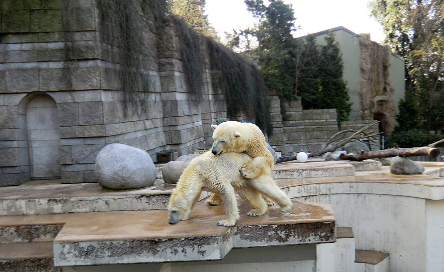 Eisbärin Vilma und Eisbär Lars am 27. März 2011 im Wuppertaler Zoo