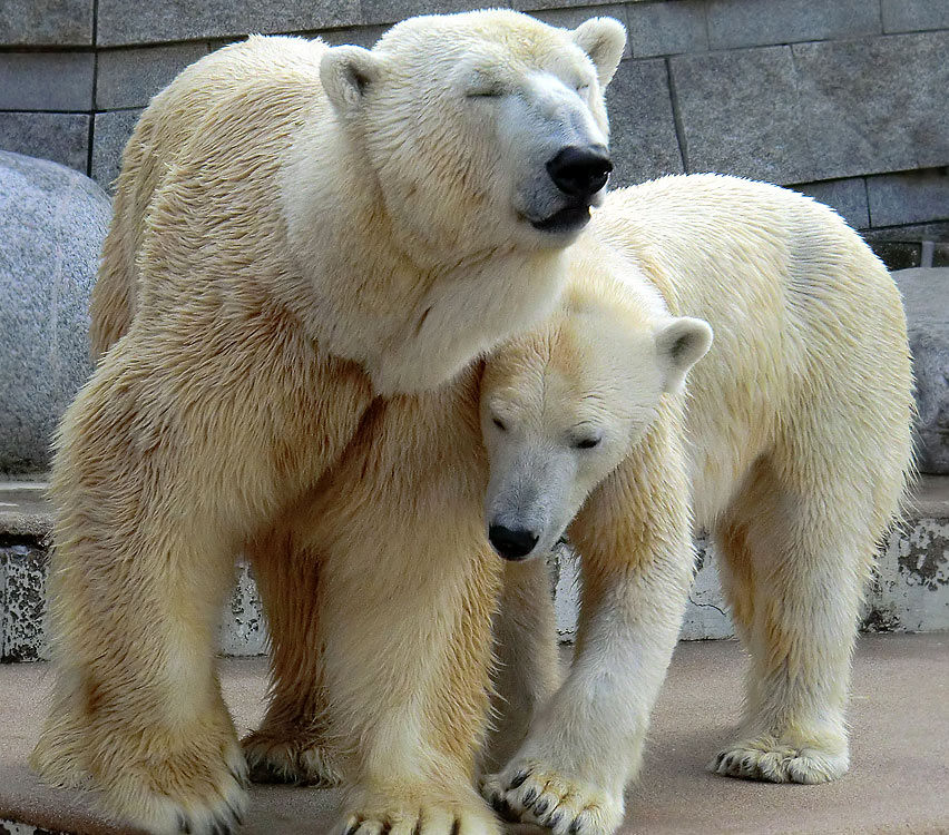 Eisbär Lars und Eisbärin Vilma am 27. März 2011 im Zoologischen Garten der Stadt Wuppertal