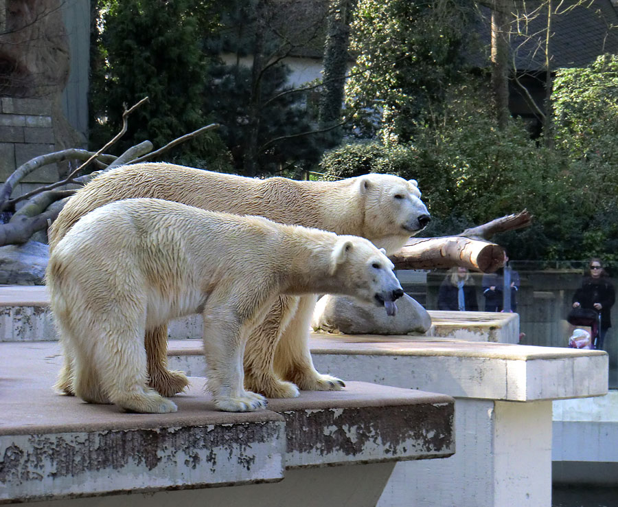 Eisbärin Vilma und Eisbär Lars am 27. März 2011 im Zoologischen Garten Wuppertal