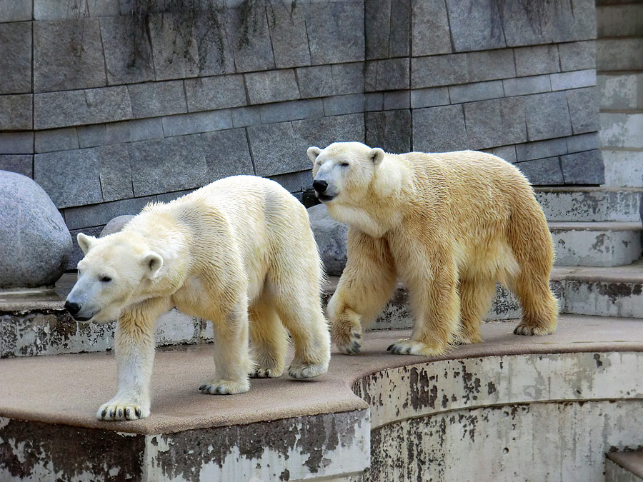 Eisbärin Vilma und Eisbär Lars am 27. März 2011 im Wuppertaler Zoo
