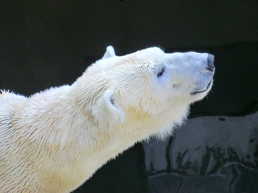 Eisbärin Vilma am 27. März 2011 im Zoologischen Garten Wuppertal
