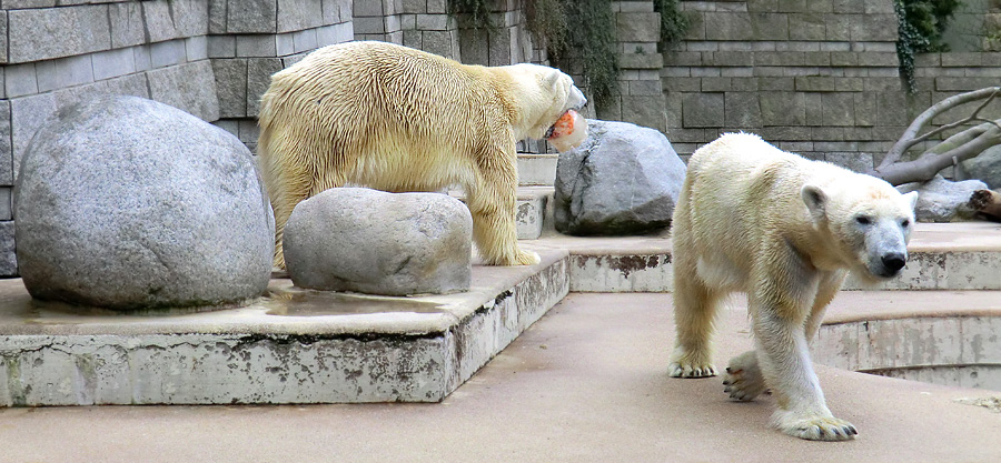 Eisbär Lars und Eisbärin Vilma am 16. April 2011 im Wuppertaler Zoo