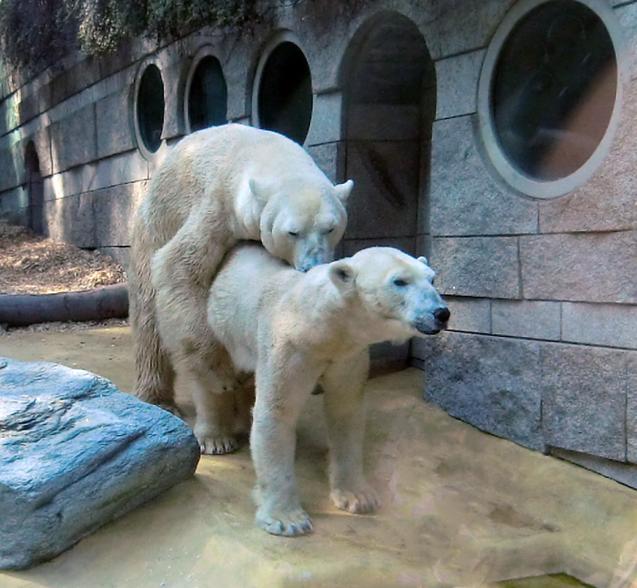 Eisbären am 22. April 2011 im Wuppertaler Zoo