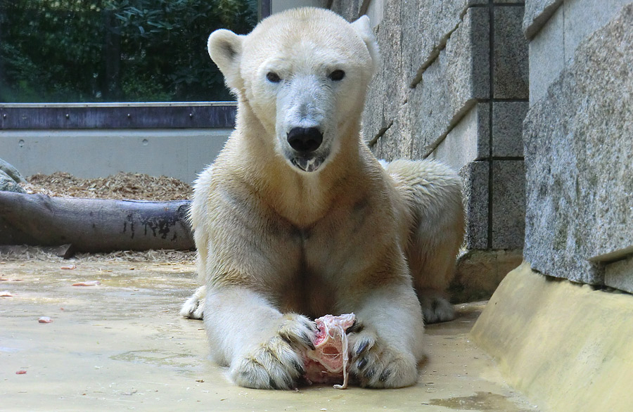 Eisbärin Vilma am 22. April 2011 im Zoologischen Garten Wuppertal