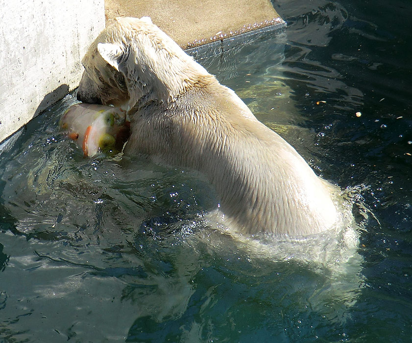 Eisbärin Vilma am 25. April 2011 im Wuppertaler Zoo