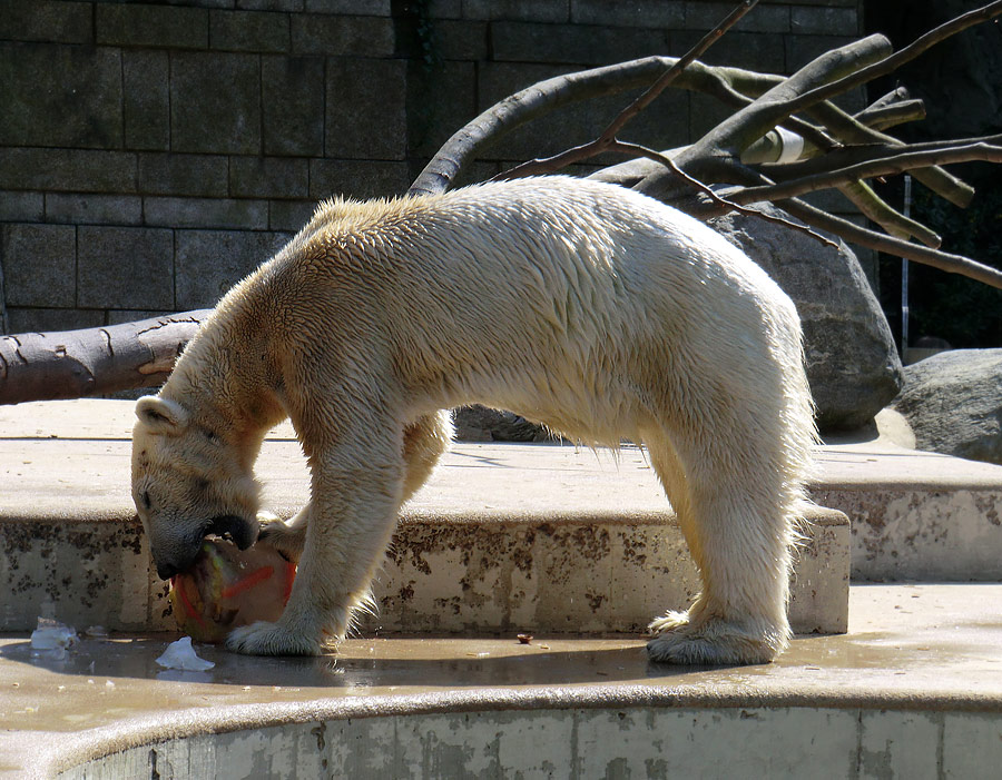 Eisbärin Vilma am 25. April 2011 im Zoologischen Garten Wuppertal