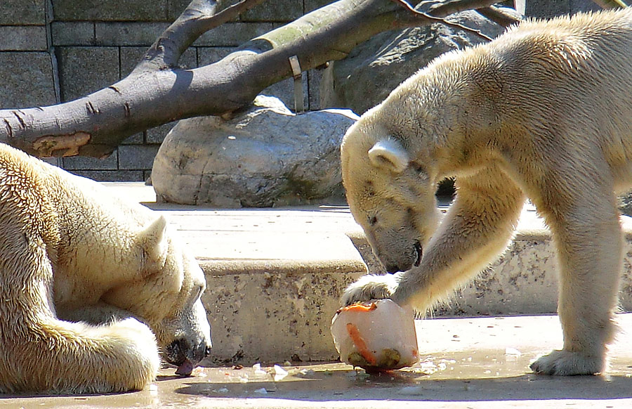 Eisbär Lars und Eisbärin Vilma am 25. April 2011 im Zoologischen Garten Wuppertal