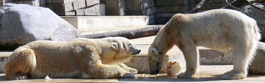 Eisbär Lars und Eisbärin Vilma am 25. April 2011 im Wuppertaler Zoo