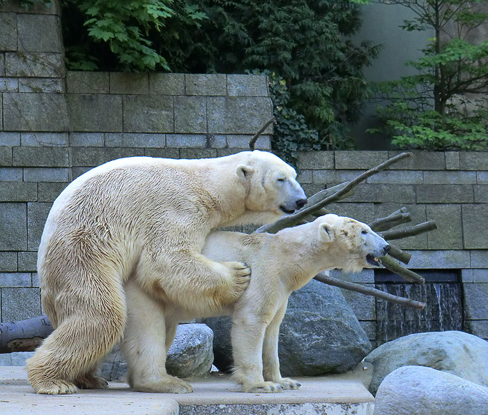 Paarung des Eisbären LARS mit der Eisbärin VILMA am 25. April 2011 im Wuppertaler Zoo