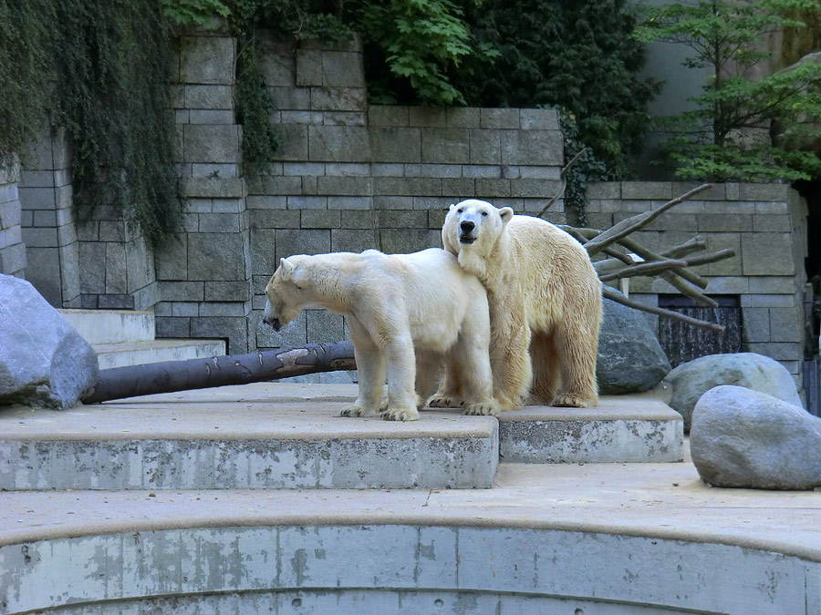 Paarungszeit für Eisbär Lars und Eisbärin Vilma am 25. April 2011 im Wuppertaler Zoo
