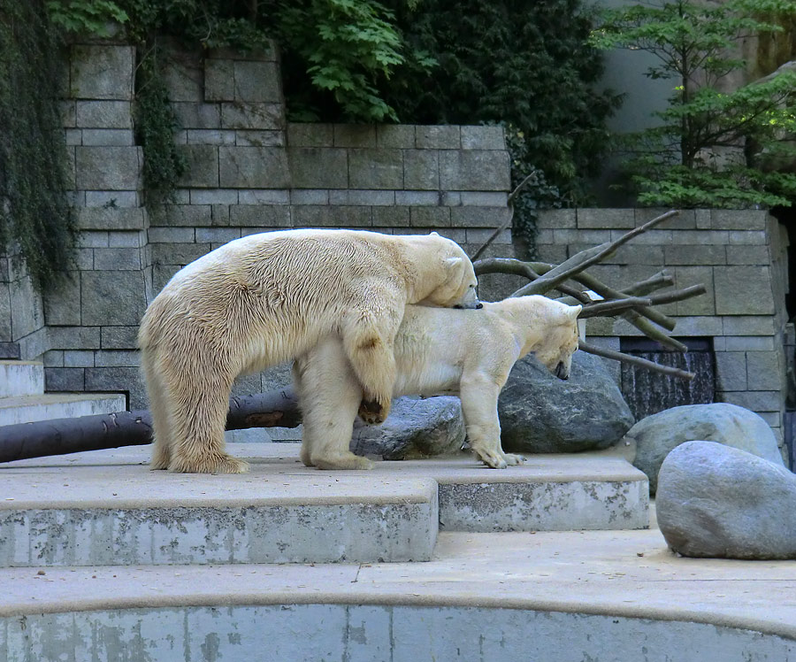 Paarungszeit für Eisbär Lars und Eisbärin Vilma am 25. April 2011 im Zoo Wuppertal