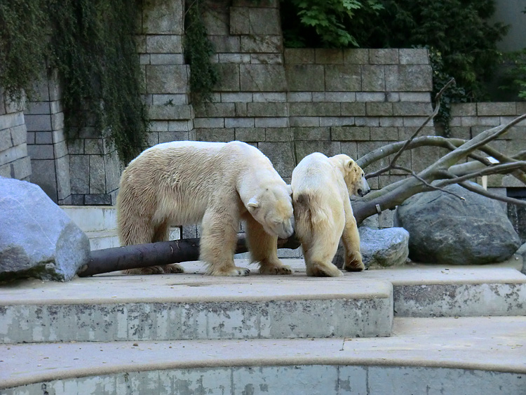 Eisbär Lars und Eisbärin Vilma nach der Paarung am 25. April 2011 im Wuppertaler Zoo