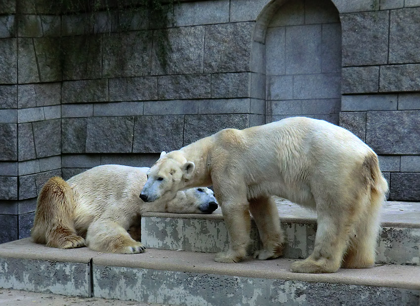 Eisbär Lars und Eisbärin Vilma nach der Paarung am 25. April 2011 im Zoologischen Garten Wuppertal
