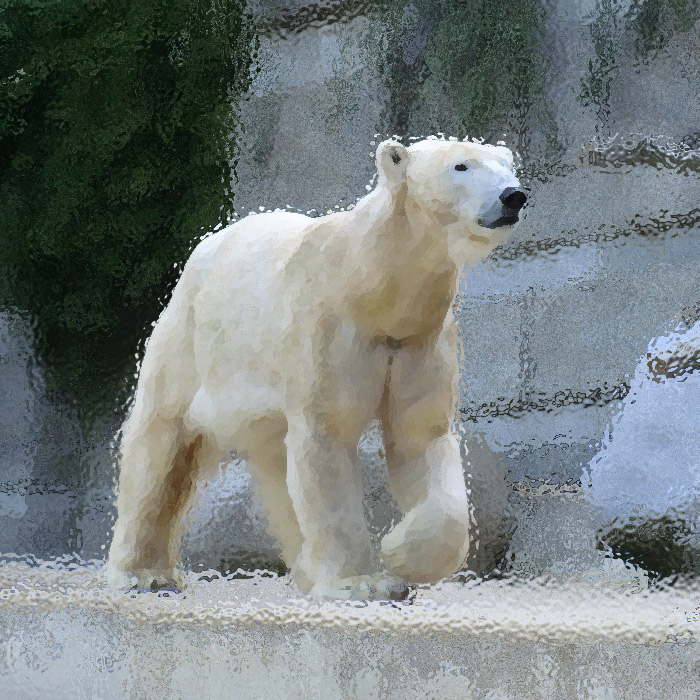 Eisbärin Vilma am 26. April 2011 im Wuppertaler Zoo