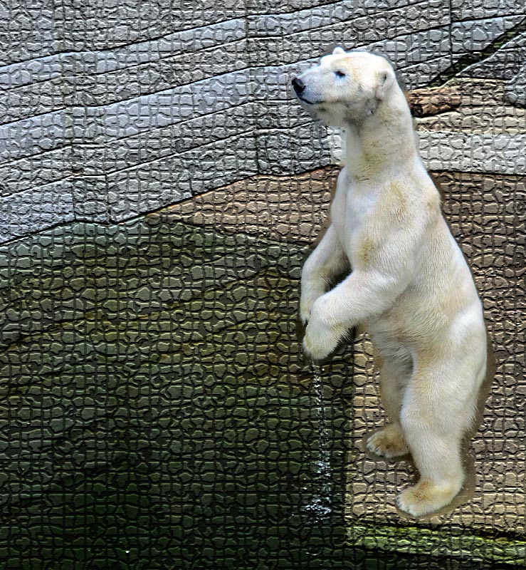 Eisbärin Vilma am 29. April 2011 im Zoo Wuppertal