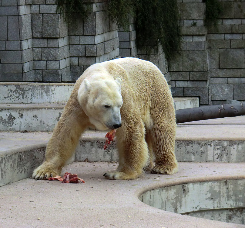 Eisbär Lars am 1. Mai 2011 im Zoologischen Garten Wuppertal