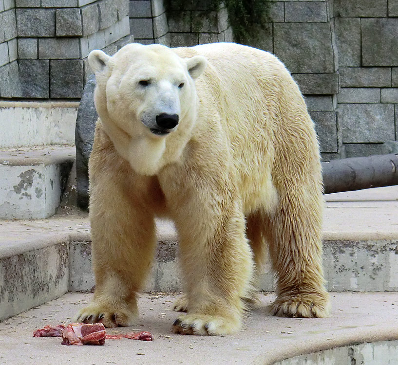 Eisbär Lars am 1. Mai 2011 im Wuppertaler Zoo