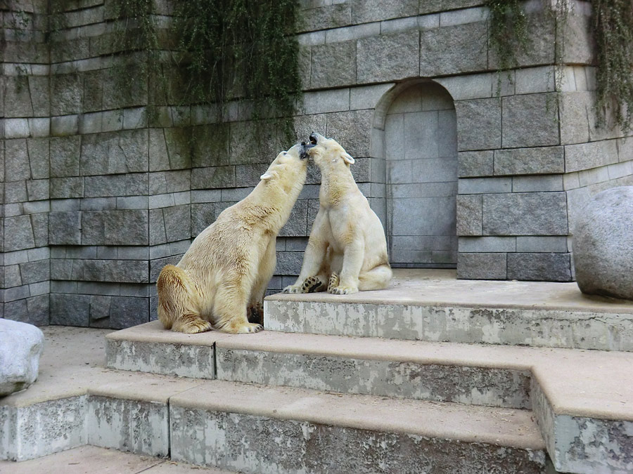 Eisbär Lars und Eisbärin Vilma am 1. Mai 2011 im Wuppertaler Zoo