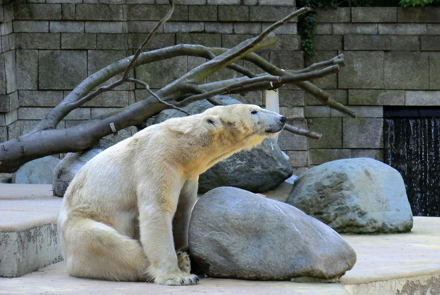 Eisbärin Vilma am 1. Mai 2011 im Wuppertaler Zoo