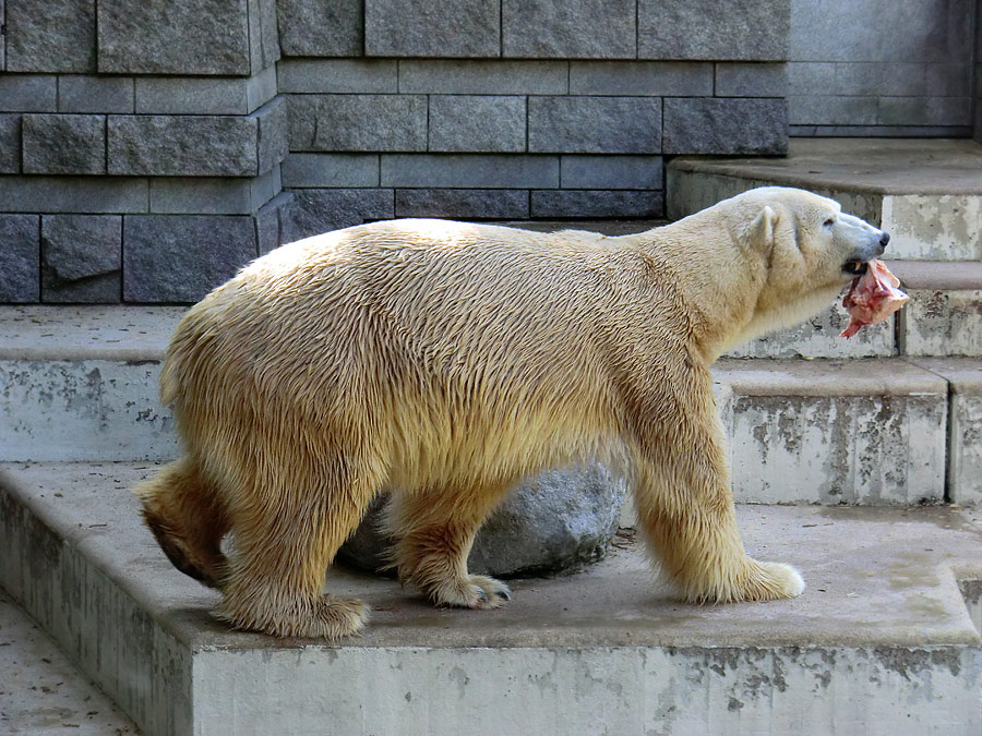Eisbär Lars am 1. Mai 2011 im Zoo Wuppertal