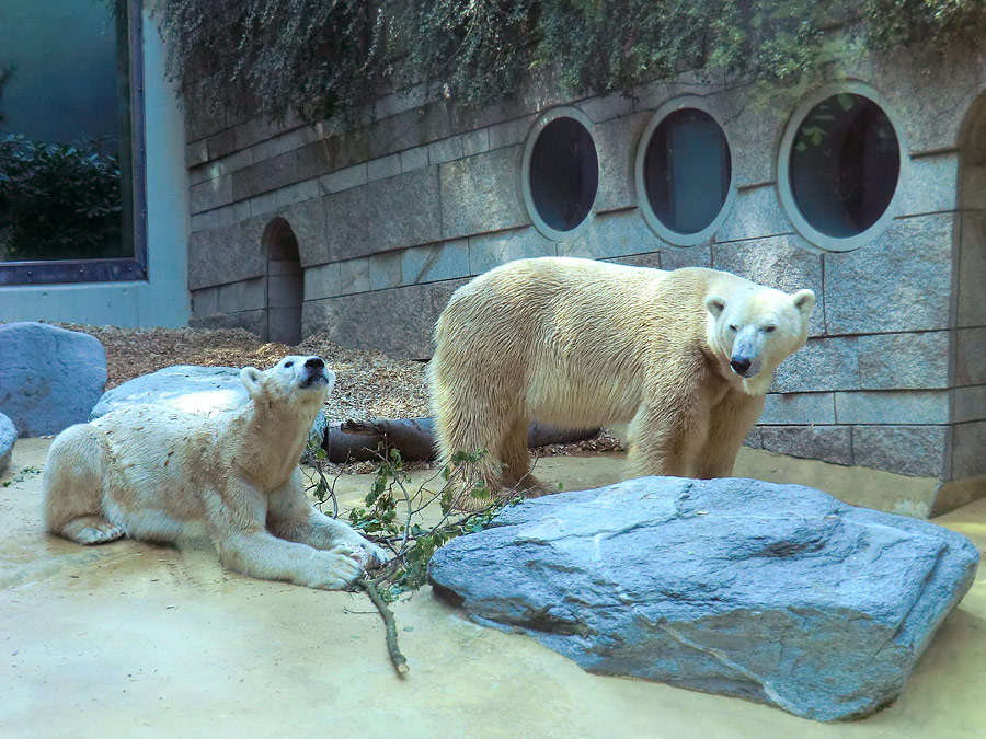 Eisbärin Vilma und Eisbär Lars am 1. Mai 2011 im Wuppertaler Zoo