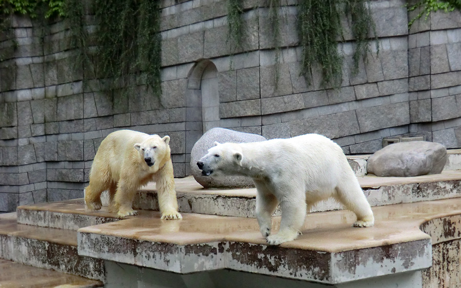 Eisbär Lars und Eisbärin Vilma am 23. Juni 2011 im Zoo Wuppertal