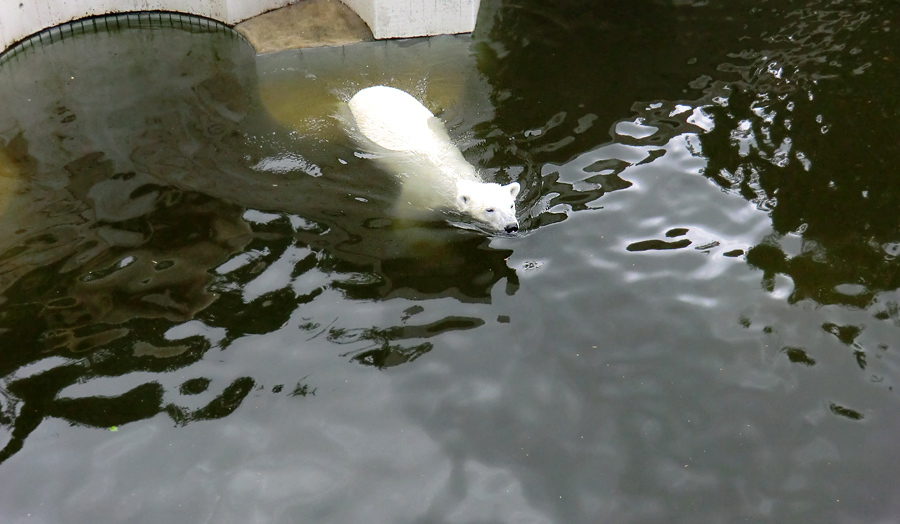 Eisbärin Vilma im Wasser am 23. Juni 2011 im Zoo Wuppertal